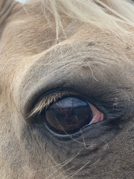 Learn about a horses vision